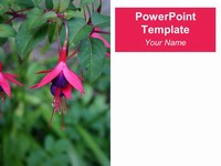 Fuchsia PowerPoint Template thumbnail