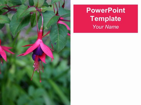 Fuchsia PowerPoint Template