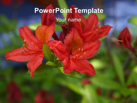Red Flower PowerPoint Template