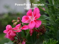 Pretty Flower Template thumbnail