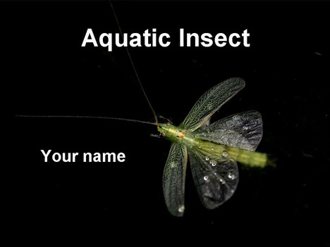 Aquatic insect template