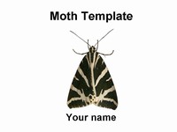 Moth PowerPoint template thumbnail