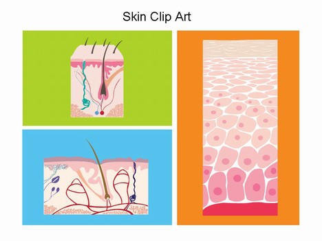 Skin Clip Art