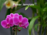 Orchid PowerPoint Template