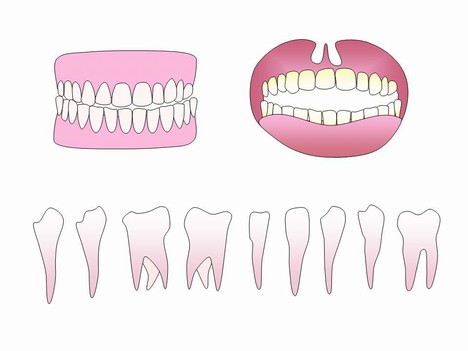 Teeth Clip Art inside page