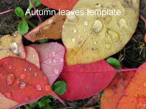 Autumn Template