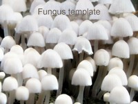 Free Fungus Template thumbnail