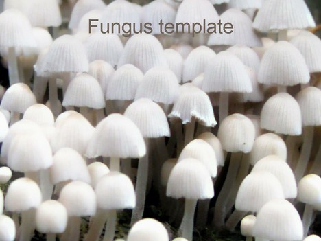 Free Fungus Template