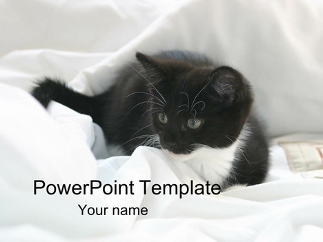 Kitten PowerPoint Template