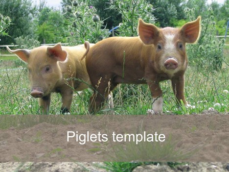 Piglet PowerPoint Template