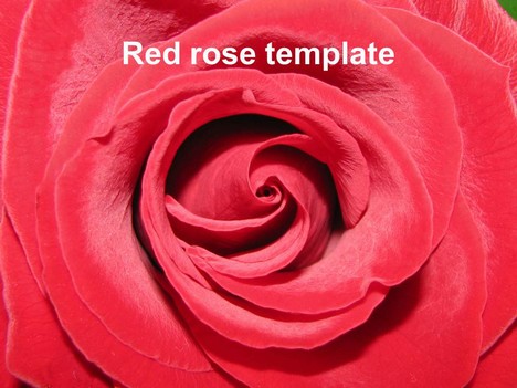 Red Rose Template