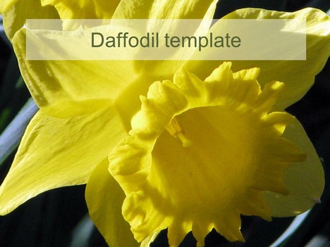 Daffodil PowerPoint Template