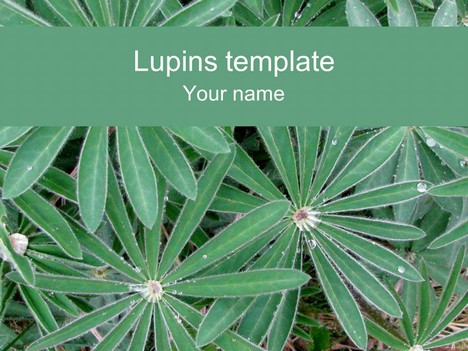 Lupins PowerPoint Template