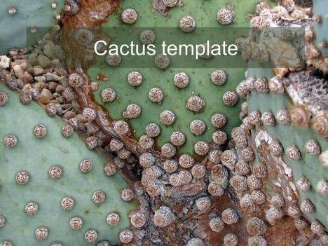 Cactus PowerPoint Template 2