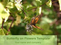 Butterfly on Flowers Template