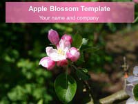 Apple Blossom Background Template