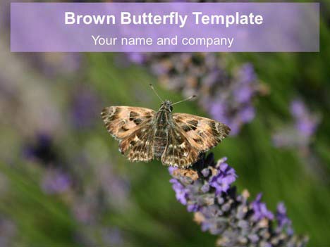 Brown Butterfly PowerPoint Template