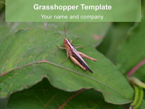 Grasshopper PowerPoint Template