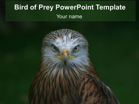Bird of Prey PowerPoint Template
