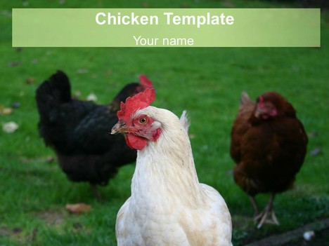 Free Chicken PowerPoint Template