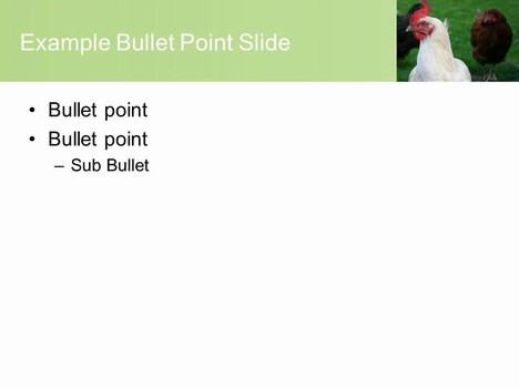 Free Chicken PowerPoint Template inside page