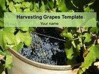 Harvesting Grapes Template