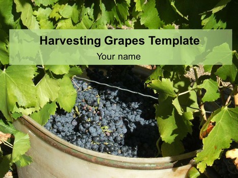 Harvesting Grapes Template