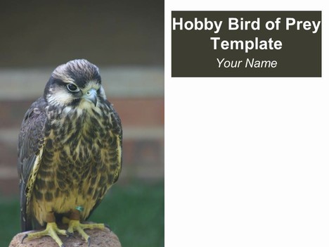 Hobby Bird of Prey Template
