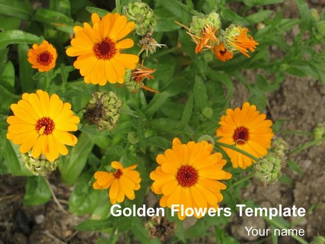Golden Flowers Template
