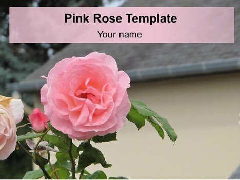 Pink Rose PowerPoint Template