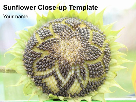 Sunflower Close-up Template