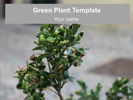 Green Plant PowerPoint