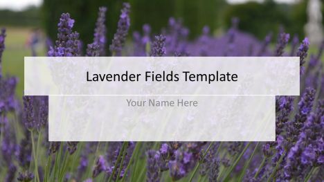 Lavender Fields Powerpoint Template