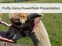 Fluffy Alpaca PowerPoint Presentation