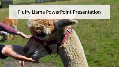 Fluffy Alpaca PowerPoint Presentation