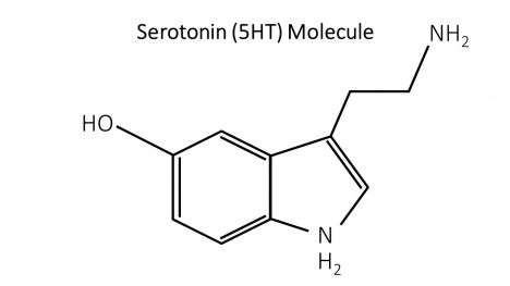 Serotonin (5-HT) Molecule PowerPoint Template inside page