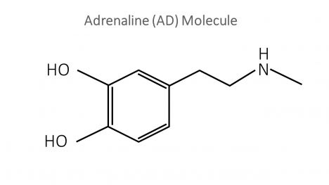 Adrenaline Molecule PowerPoint Template inside page