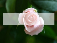 Delicate Pink Rose PowerPoint Template