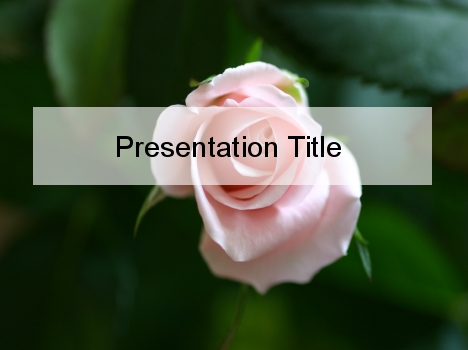 Delicate Pink Rose PowerPoint Template