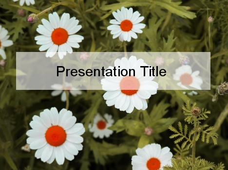 Pretty Daisy PowerPoint Template