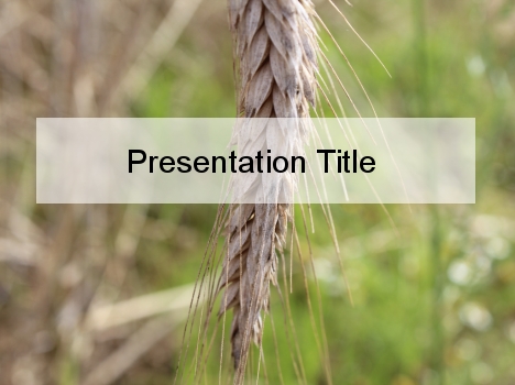 Ear of Wheat PowerPoint Template