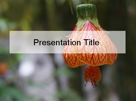Lantern Flower PowerPoint Template
