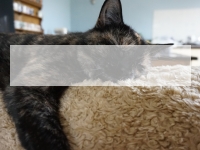 Lazy Cat PowerPoint Template thumbnail