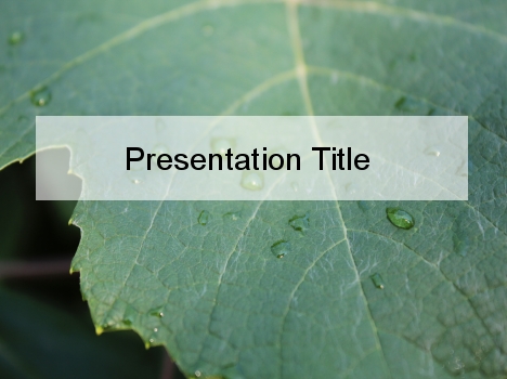 Water Drops on a Vine Leaf PowerPoint Template